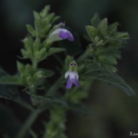 Anisomeles indica (L.) Kuntze